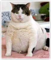 /album/galeria-de-fotos/o-gato-mais-gordo-do-mundo-que-fofo-jpg/